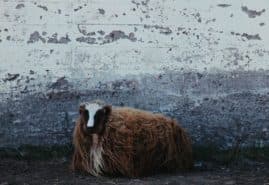 „BOŻA ŁASKA” W KONKURSIE CPH:DOX