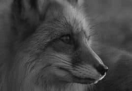 POLSKIE KRÓTKIE METRAŻE NA MIĘDZYNARODOWYCH FESTIWALACH W MARCU