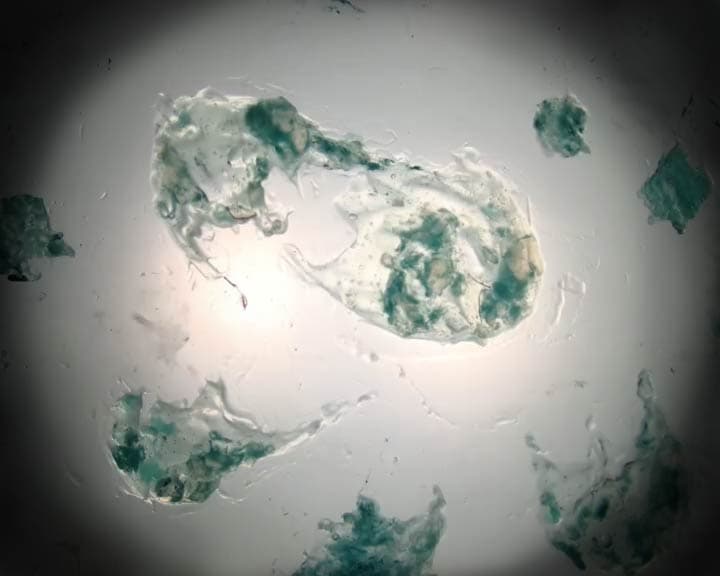PROTOZOA | reż. Anita Kwiatkowska-Naqvi
