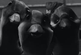 BLUE BIRD, dir. 